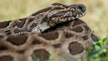 Змея укусила аборигена в Хорватии, но он до того кастомизировал себя алкоголем, что бедняжка отравилась и умерла