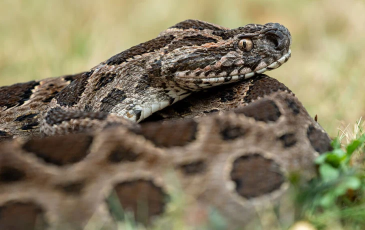 Змея укусила аборигена в Хорватии, но он до того кастомизировал себя алкоголем, что бедняжка отравилась и умерла Змея укусила аборигена в Хорватии, но он до того кастомизировал себя алкоголем, что бедняжка отравилась и умерла